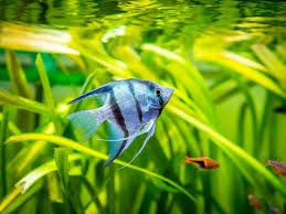 Angelfish