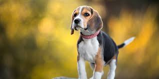 Beagle