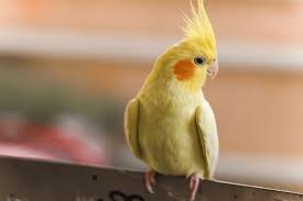 Cockatiel