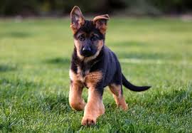 German Shepherd
