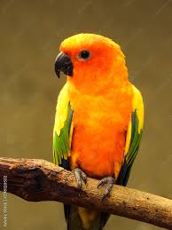 Parrot