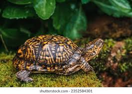 Box Turtle