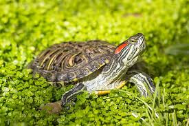 Red-eared Turtle